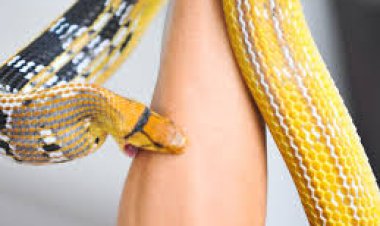 अमित के शरीर पर सांप के डसने के कई निशान, पोस्टमार्टम में उलझी गुत्थी