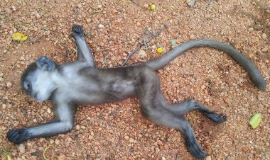 गोवर्धन, गांव आंनयोर मे दर्जनों बंदर मृतक मिलने से लोगो में आक्रोश