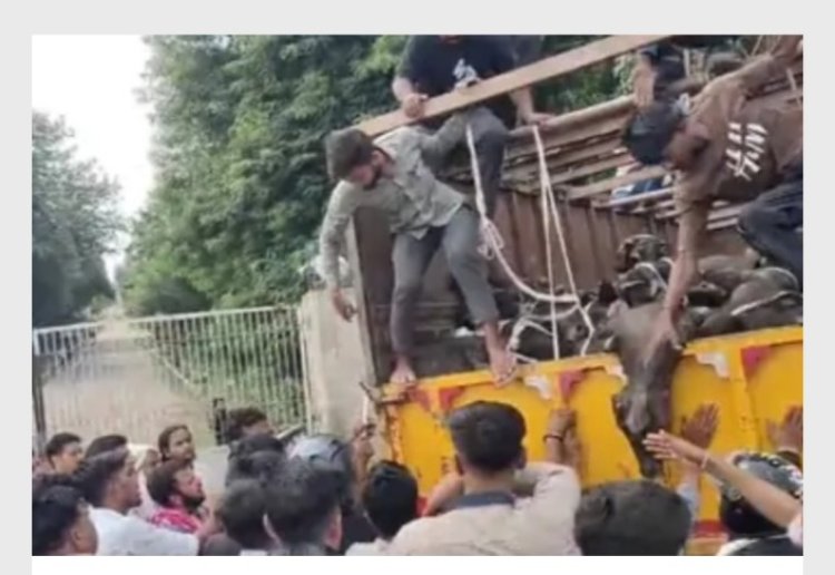 दिल्ली-आगरा हाईवे पर ट्रक से 83 मवेशी बरामद, कई की मौत; ट्रक चालक के खिलाफ मुकदमा